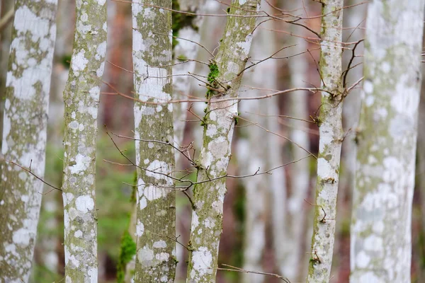 Ein Bild Von Einem Waldstamm Hintergrund — Stockfoto