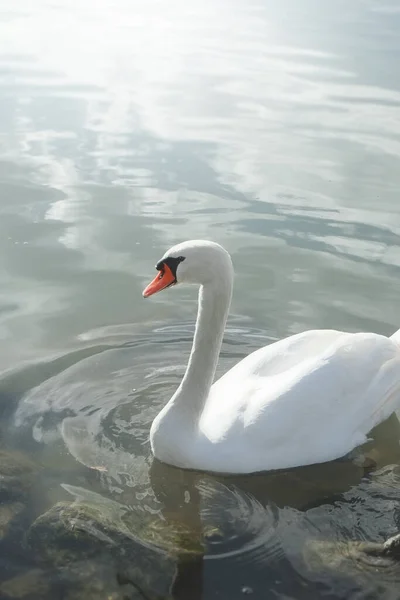 Immagine Cigno Solitario All Acqua Con Spazio Tuoi Contenuti — Foto Stock