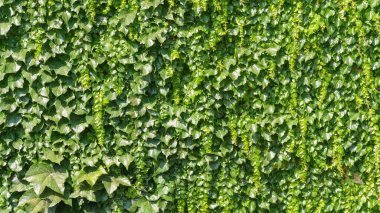 Yeşil sarmaşık arkaplan dokusunun bir resmi