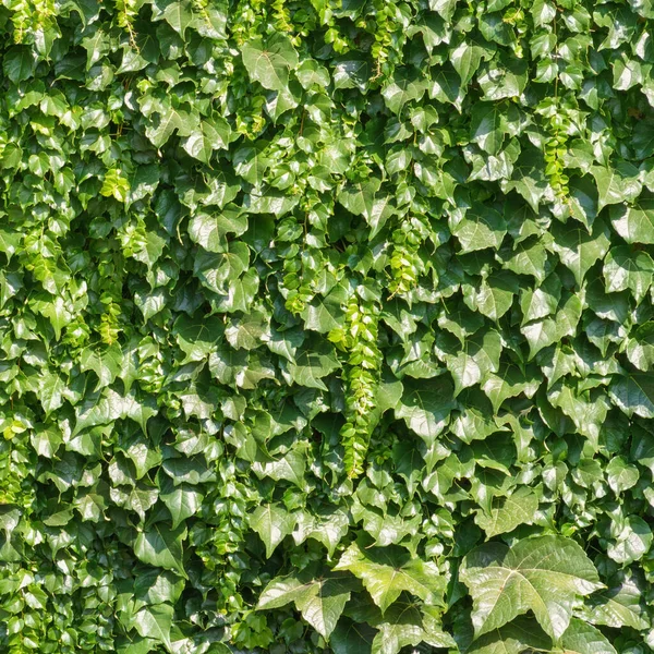 Een Afbeelding Van Een Groene Klimop Achtergrond Textuur — Stockfoto