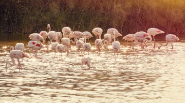 Camargue Fransa 'daki flamingoların bir görüntüsü