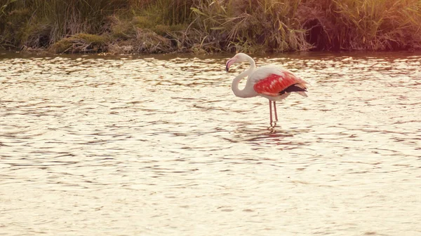 Una Imagen Flamencos Camargue Francia — Foto de Stock