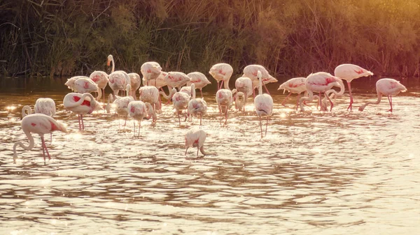 Una Imagen Flamencos Camargue Francia —  Fotos de Stock