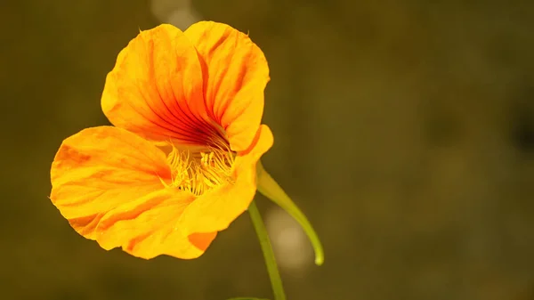 Uma Imagem Uma Bela Flor Nastúrcio — Fotografia de Stock