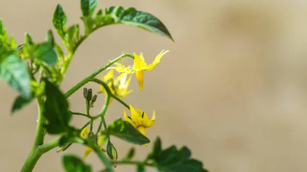 Uma Imagem Uma Bela Flor Tomate Com Espaço Para Seu — Fotografia de Stock