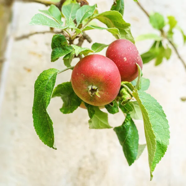 Image Apples Garden — Stock Photo, Image