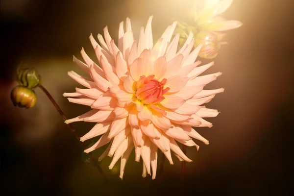 Dahlia donkere — Stockfoto