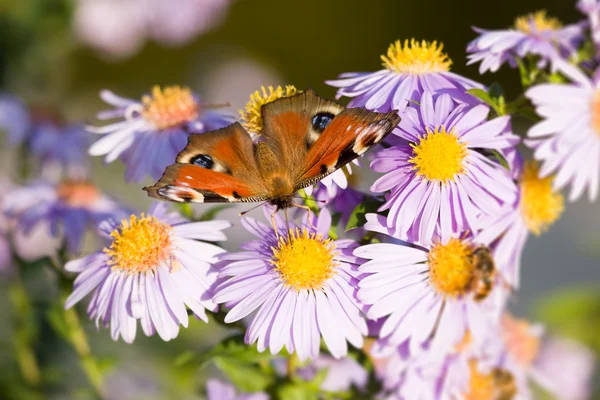 Butterfly Aglais io — Stock Photo, Image