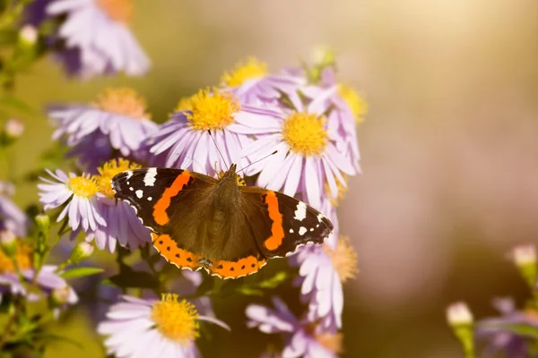 Motýlí vanessa atalanta — Stock fotografie