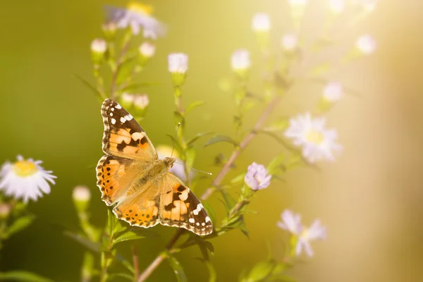 Бабочка Ванесса Кардуй — стоковое фото