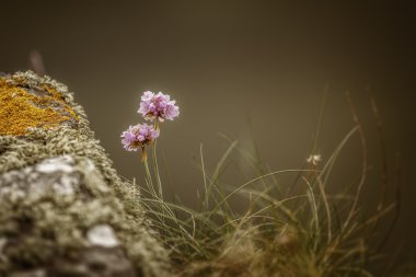 Armiria maritima