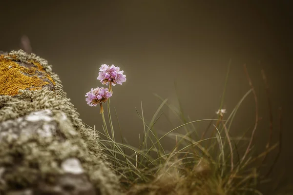 Armeria Maritima — Fotografia de Stock