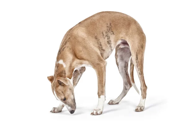 Whippet — Stockfoto