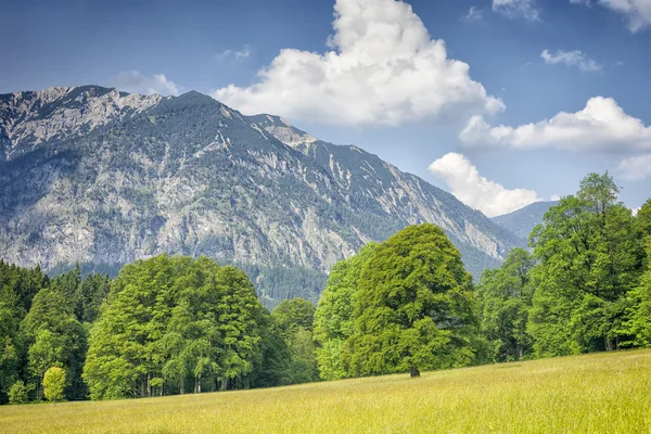 Alpes com árvores e grama — Fotografia de Stock