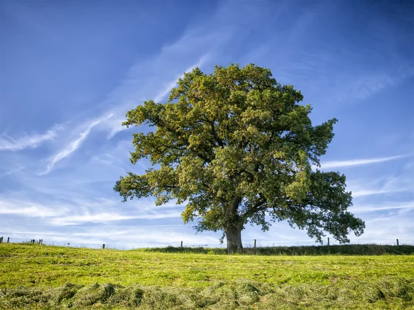 Drzewo i łąka — Zdjęcie stockowe