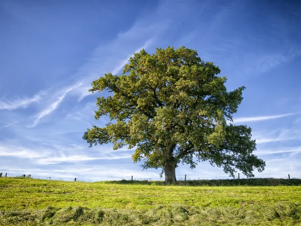 Albero e prato — Foto Stock