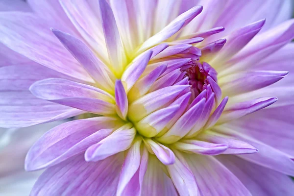 Dahlia purple — Stock Photo, Image