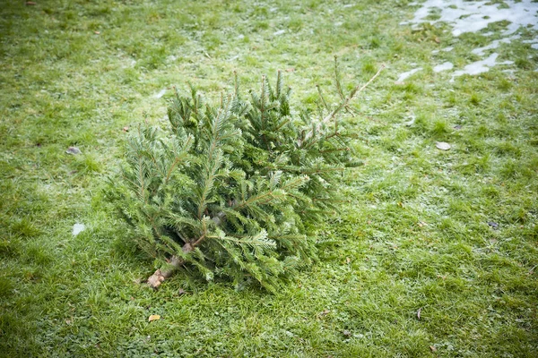 Árbol de navidad usado —  Fotos de Stock