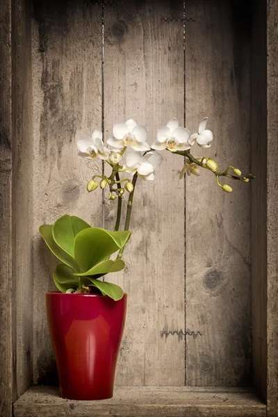 Mini orchidee — стоковое фото