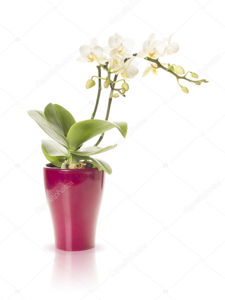 Orquídea branca fotos, imagens de © magann #66129083