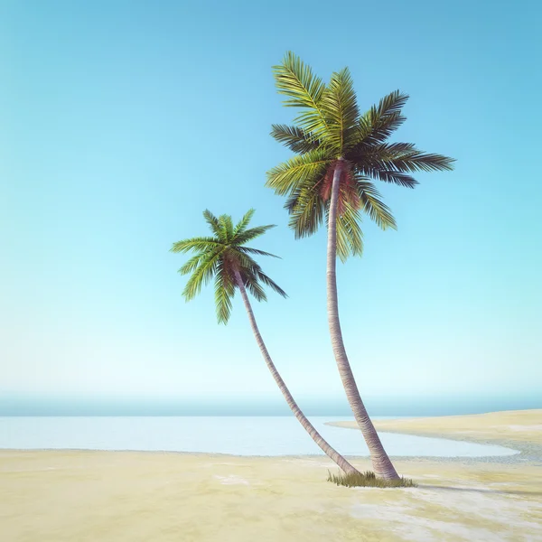 Pálmafa a strandon — Stock Fotó