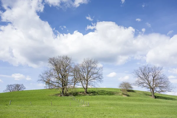 Árvores e nuvens — Fotografia de Stock