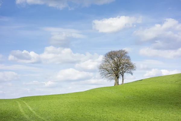 Träd och moln — Stockfoto