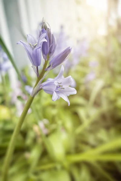 Blauglocke — Stockfoto