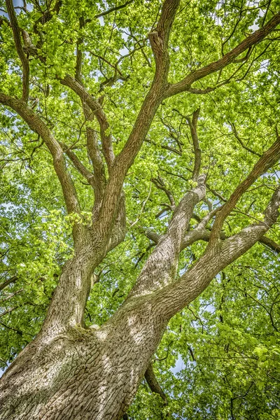 Arbre au printemps — Photo