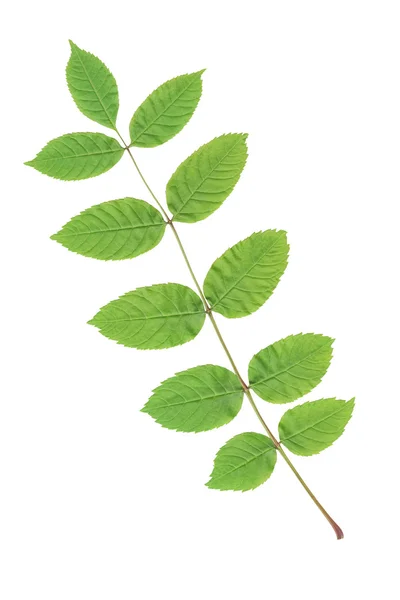 Green leaf — Stock Photo, Image