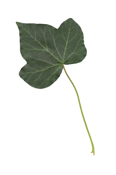 Ivy blad — Stockfoto