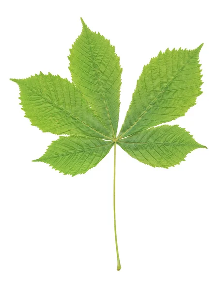 Chestnut leaf — Stock Photo, Image