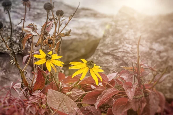 Two autumn yellow flowers — Stock Photo, Image