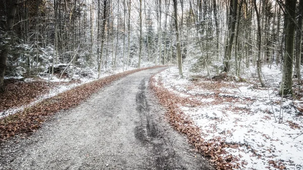 Vägen i frostiga skog — Stockfoto