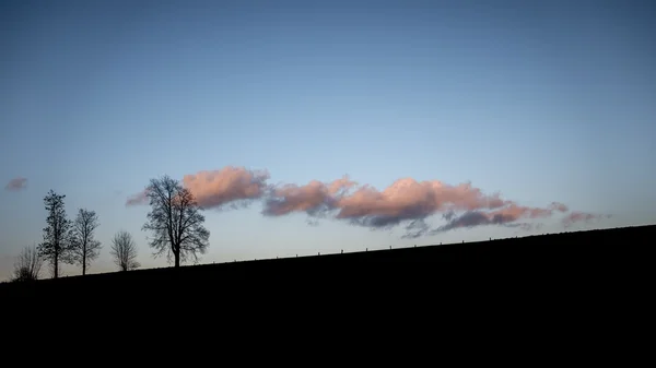 Black tree silhouettes — Stock Photo, Image