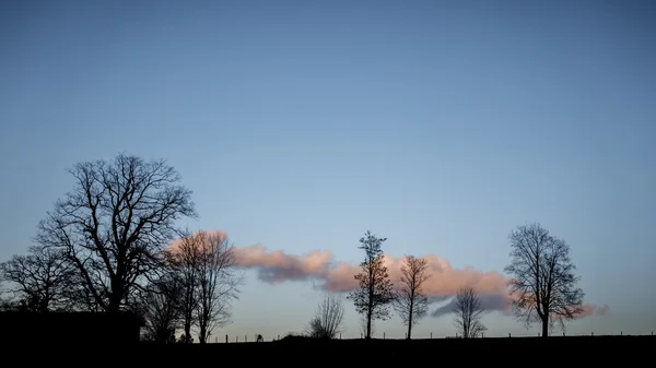 Silhouette di albero nero — Foto Stock