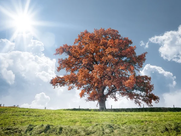 Κόκκινο δέντρο του φθινοπώρου — Φωτογραφία Αρχείου