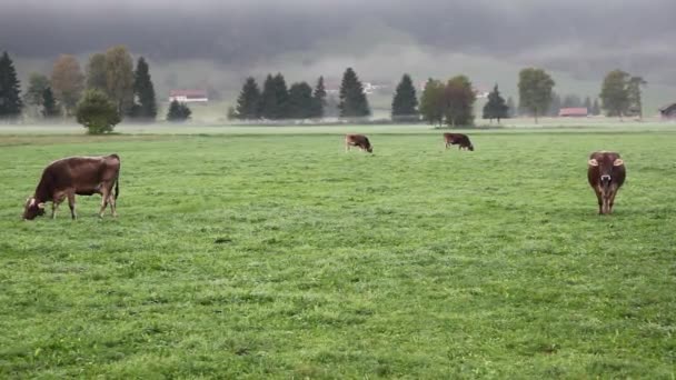 緑の牧草地で放牧する牛 — ストック動画