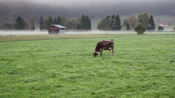 Kuh weidet auf grüner Wiese — Stockvideo