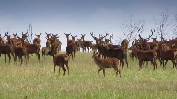 Стая диких оленей — стоковое видео