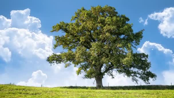 Tree on green meadow — Stock Video