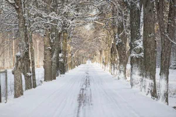 Winter Alley con focus selettivo — Foto Stock