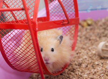 tekerlek hamster