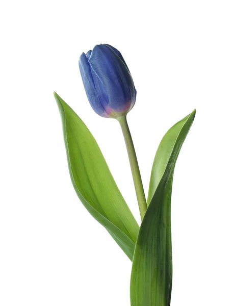 Blaue Tulpe — Stockfoto