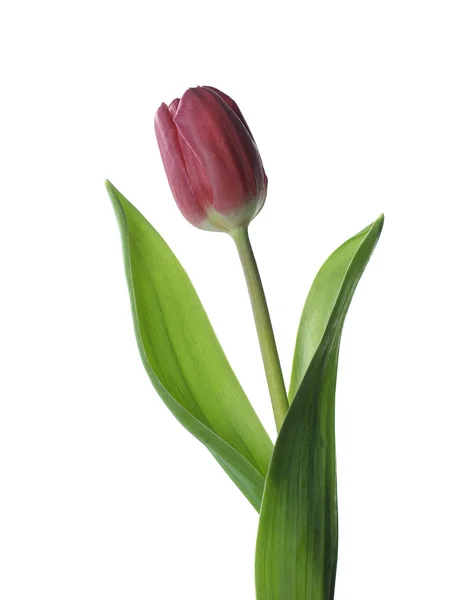 Tulipán rojo Fotos de stock libres de derechos