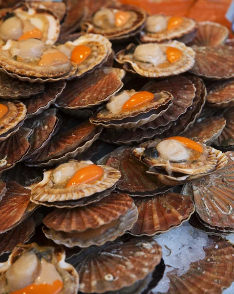 Large Group of Scallops at the Fish market in Paris — Stock Photo, Image