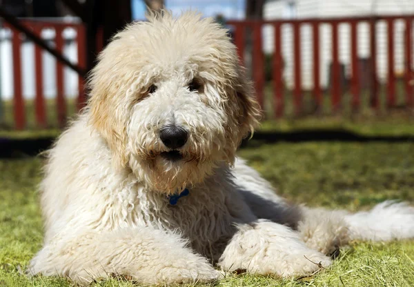 Goldendoodle in the grass — Stock Photo, Image