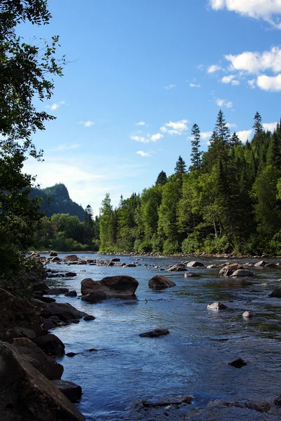 Lachsfluss vertikal — Stockfoto