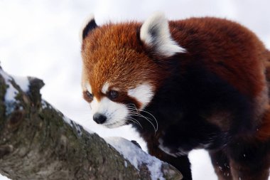Kırmızı panda, Ailurus fulgens, karla kaplı ağaçta yürüyorlar