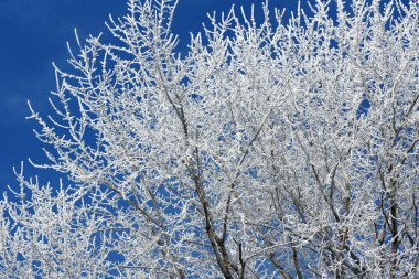 Akçaağaç ağaçları don ya da karla kaplı